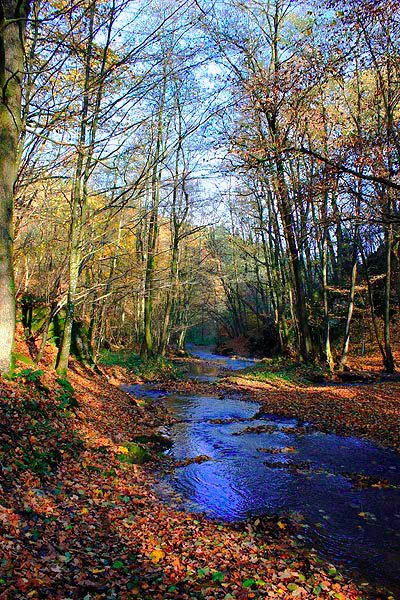 beek in de ardennen